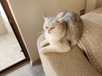 British Shorthair kedimize yuva arıyoruz