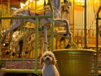 4 aylık golden doodle eğitimli uysal