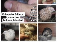 Kuluçkalık bıldırcın yumurtası