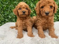 Toy poodle bebekler