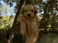MALTİPOO KORE KAN F2 DÜNYA TATLISI BEBEKLER