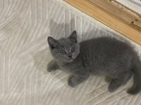 Uyguna Temiz Ev Ortamında British Shorthair