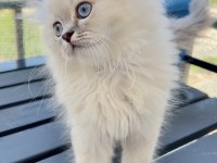 Evinizin Yeni Yıldızı British Longhair