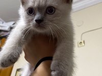 British shorthair
