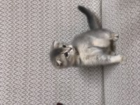 Top kafa scottish fold 2 aylık kardeşler