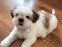 Çok tatlı shih tzu
