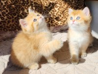 SAFKAN BRİTİSH SHORTHAİR VE LONGHAİR GOLDEN