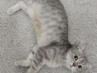 British shorthair silver 2 yaşında