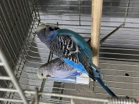 Has Jumbo çift A kalite muhabbet kuşları
