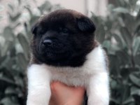 Akita İnu Yavrular Evinizin Neşesi Olacaktır