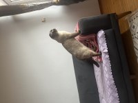 Scottish fold erkek kedimiz