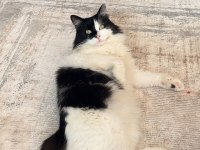 ACİL ÜCRETSİZ 2 YAŞINDA KEDİMİZ