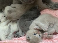 1 aylık scottish fold yavrular