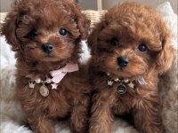 Sevimli Toy Poodle Yavrularım