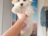 Terrier maltese yavrular