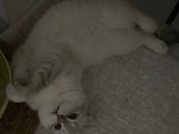 Uysal uyumlu scottish fold
