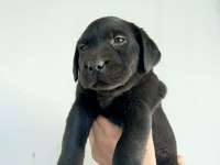 Labrador Yavrularımız