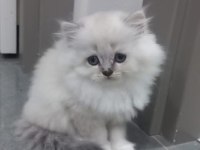 Erkek ve dişi british longhair kedim