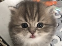 British longhair dişi yavrumuz ev ortamında doğdu