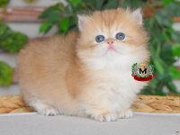 Munckhin Longhair Prens ve Prenses