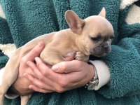 5 aylık micro dişi blue fawn french bulldog