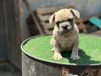 Mükemmel anatomi de french bulldog yavrularımız