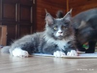 Dernek kayıtları yapılmış safkan şecereli maine coon