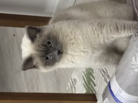 British shorthair kedimiz