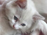 Secereli ragdoll