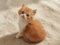 Red ve Red Bicolor British Longhair erkek yavrularımız