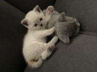 40 günlük british longhair