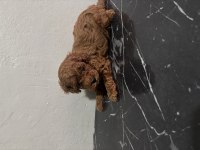 Toy Poodle Kore kan orjinal