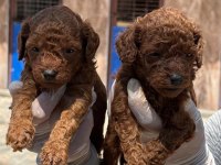 Toy poodle yavrularımız