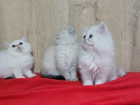MÜKEMMEL ERKEK BRİTİSH YAVRULAR