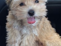 Morkie Köpekler Gelip Görerek Alabilirsiniz