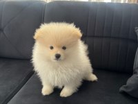 Erkek Aşılı Wc Eğitimi Başladı Ayıcık Surat Pomeranian