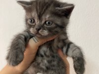 1 AYLIK BEBİŞ KEDİLER