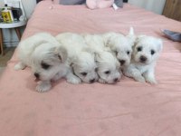 Safkan 0 Numara Mini Boy Maltese Terrier Yavrular