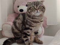 KAYIP İLANI SCOTTİSH FOLD KEDİM ÇİPLİ