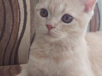 Scottish Straight uysal kedi