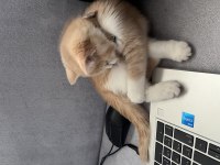 Kedimiz fındık ev arıyor