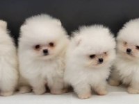 Pomeranian Boo Yavrular İçin Ulaşın