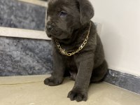 Basık Burun Cane Corso Bebekler