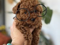 Kore toy poodle