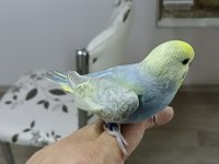 Alıştırmalık Rainbow Muhabbet Kuşu Yavrular
