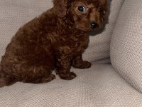 Kore Toy Poodle