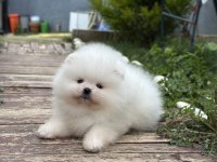 Orjinal Pomeranian boo yavrularımız