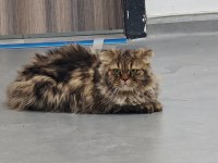 YENİ YUVASINI ARAYAN İRAN KEDİSİ