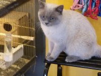 Yetişkin erkek blue point british shorthair