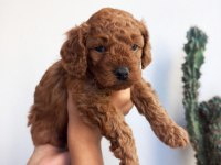 KORE KAN DİŞİ POODLE
